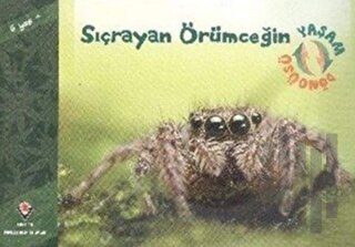 Sıçrayan Örümceğin Yaşam Döngüsü | Kitap Ambarı